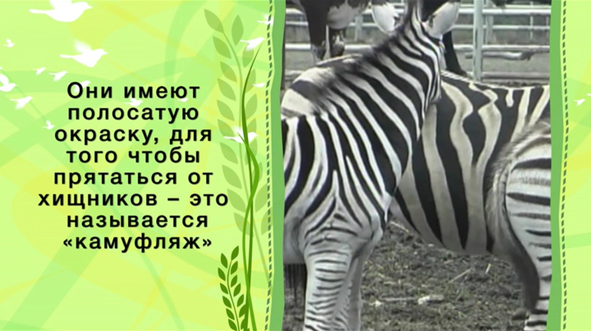 Зоопарк (2013) - Серия 10