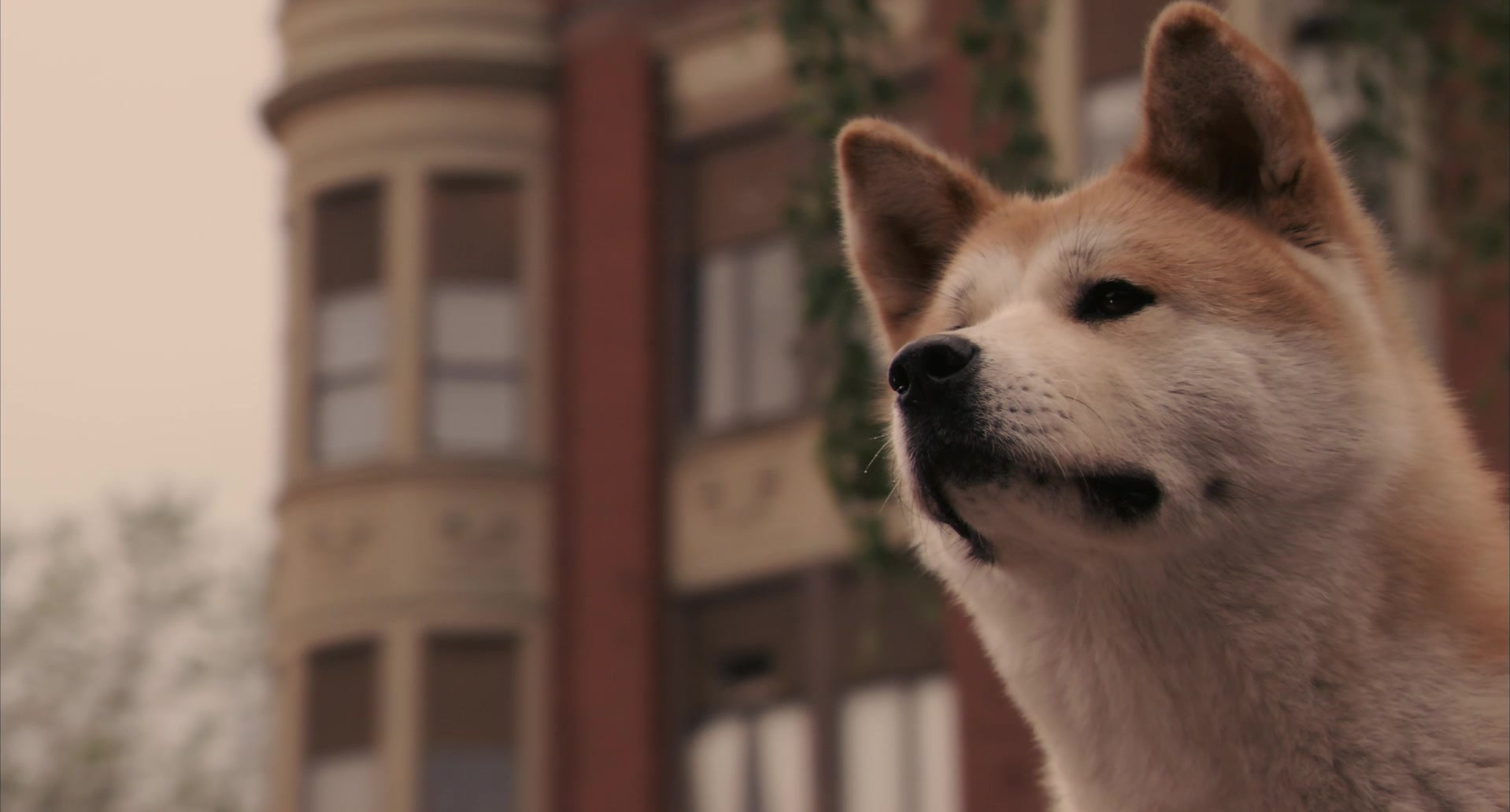10 фильмов, посмотрев которые вы захотите завести собаку - Серия 0