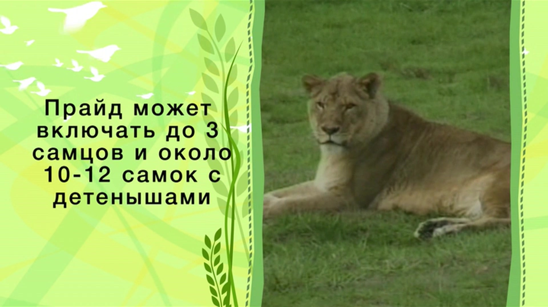 Зоопарк (2013) - Серия 3