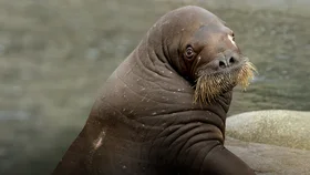 Несейка. Младшая дочь