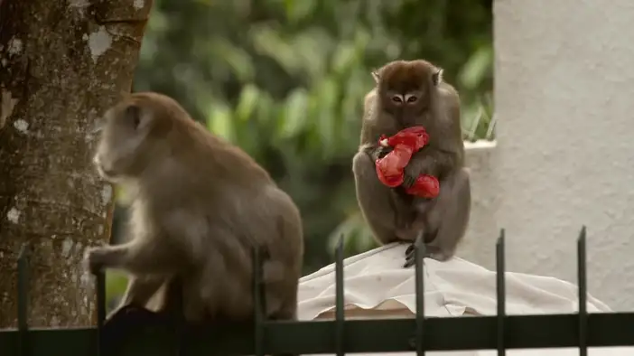 Трейлер (дублированный)