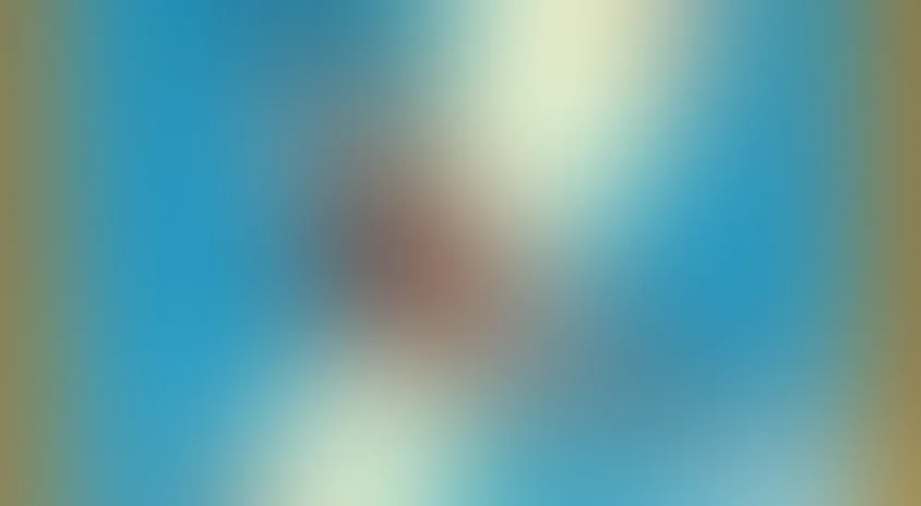 Волшебная птица