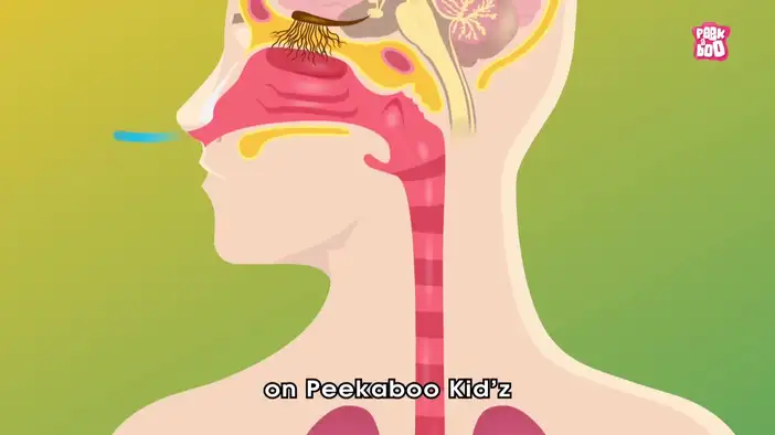 Трейлер (английский язык)