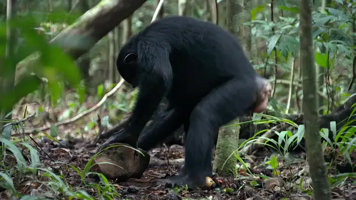 Фрагмент (дублированный)