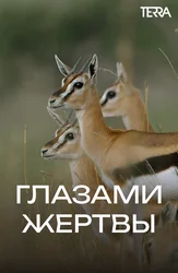 Глазами жертвы