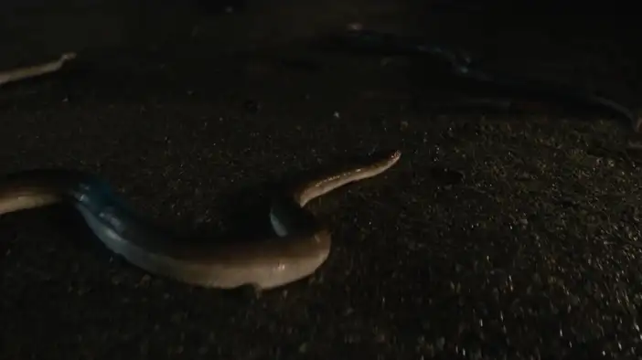 Трейлер (дублированный)