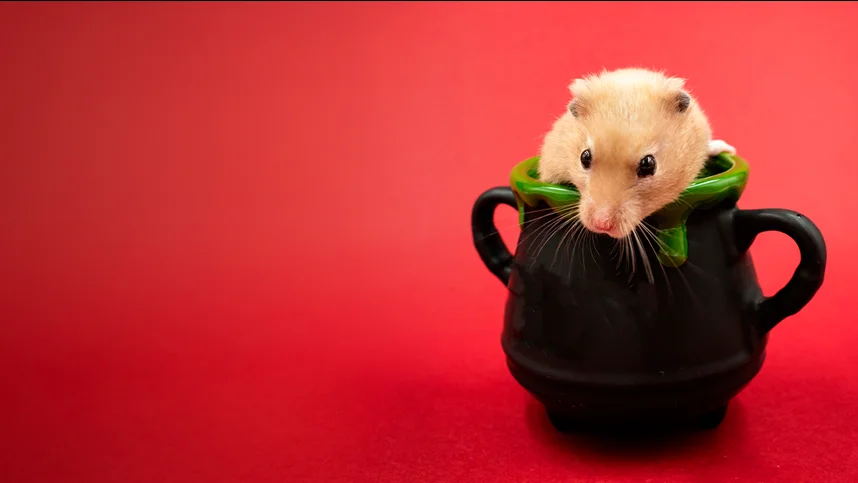 Детский сад для зверят