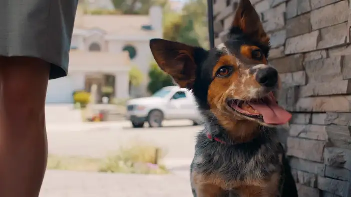 Трейлер (дублированный)