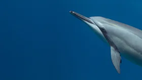 Длинноносые дельфины