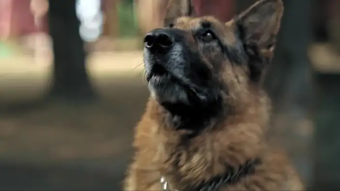 Трейлер (сезон 5)