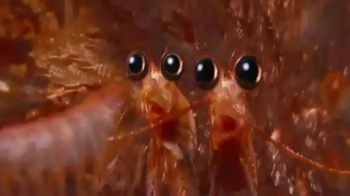 ТВ-ролик 3 (английский язык)