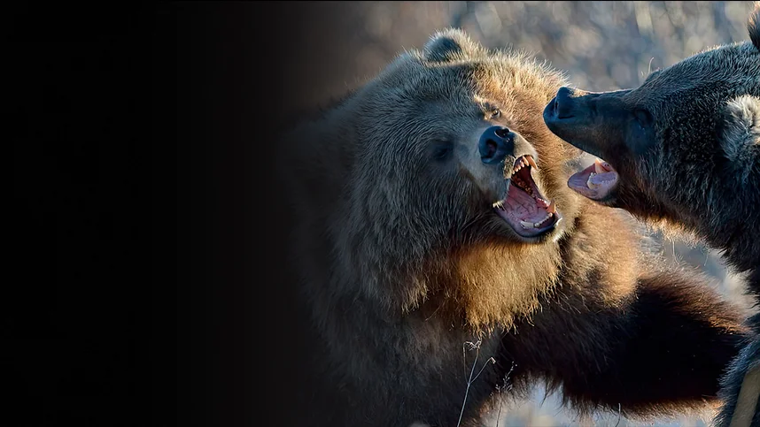 Мир дикой природы