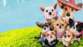 Крошка из Беверли-Хиллз 3