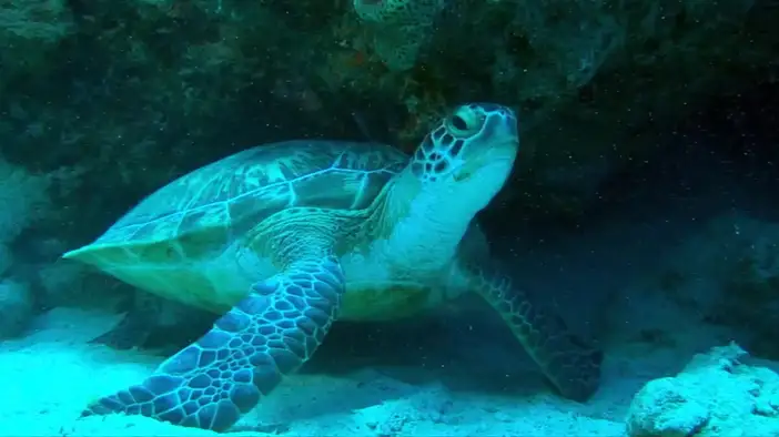 Трейлер (дублированный)