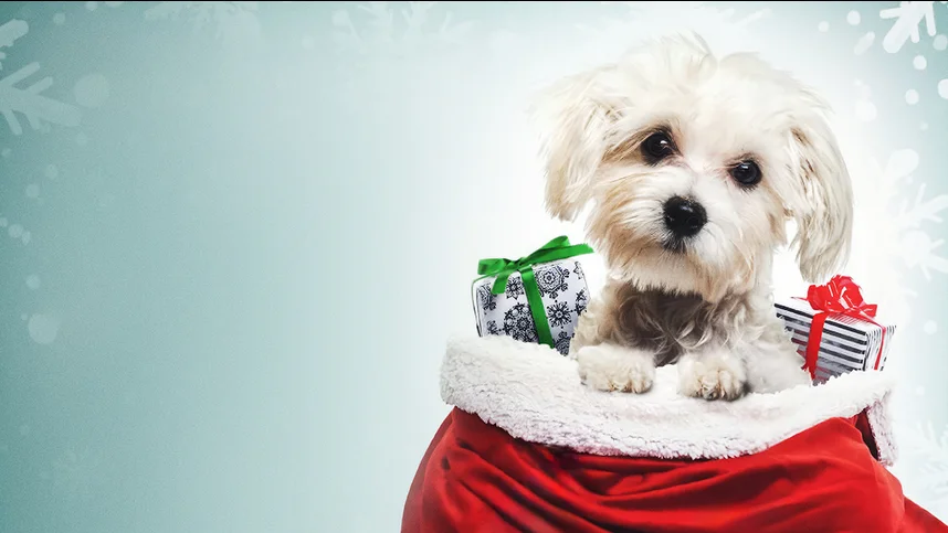 Рождественское желание Чарли