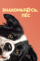 Знакомьтесь, пёс