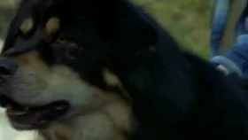 Лучший друг человека