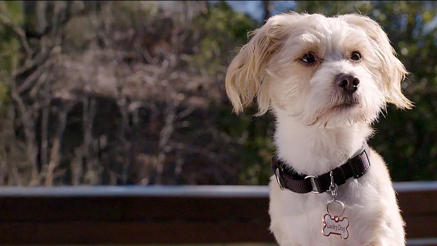 Хороший мальчик