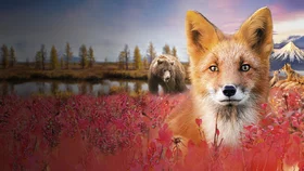 Огненный лис