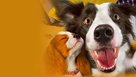 Shaggy archa daraxtlari