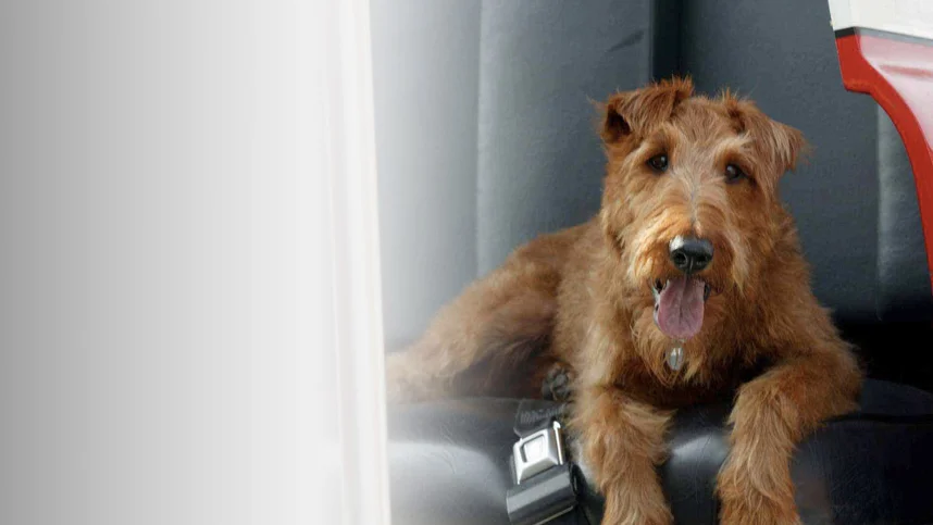 Пожарный пес