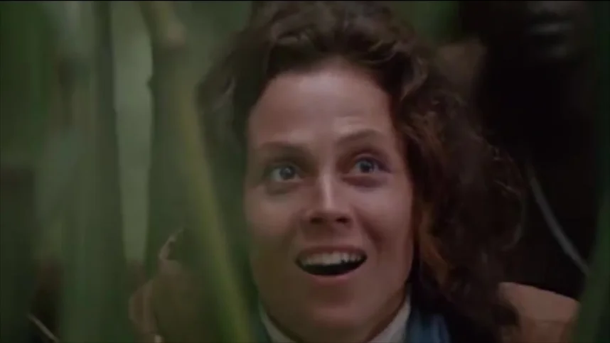 Гориллы в тумане