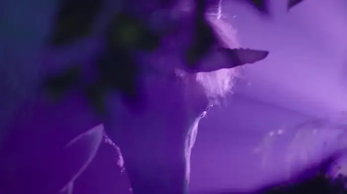 Фрагмент (дублированный)