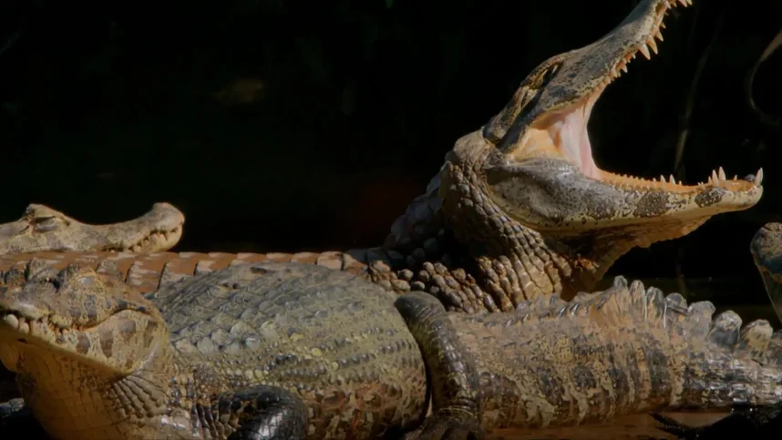 Амазония: Инструкция по выживанию