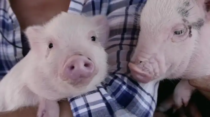 О съемках (английский язык)