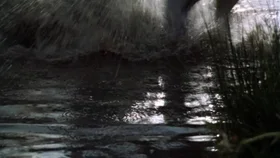 Черный красавец