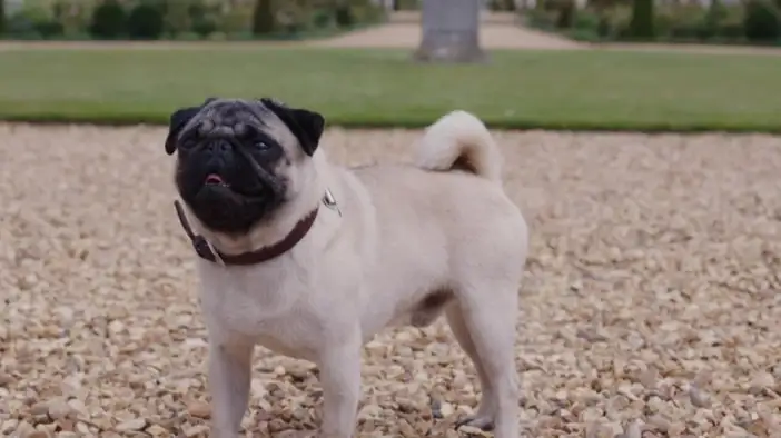 Трейлер 3 (английский язык)