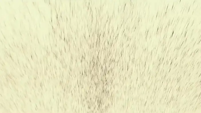 Трейлер (дубляж)