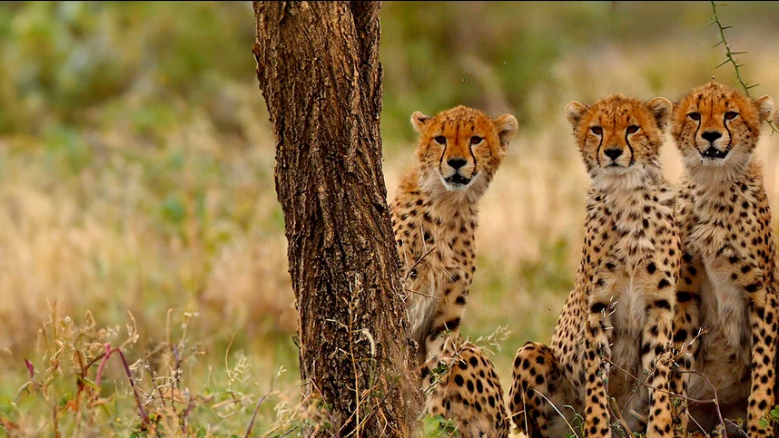 Большие кошки Серенгети