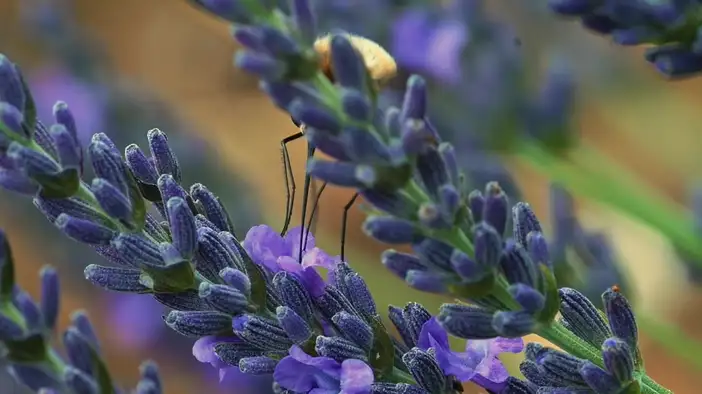 Трейлер (французский язык)