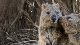 Любовь под вопросом?