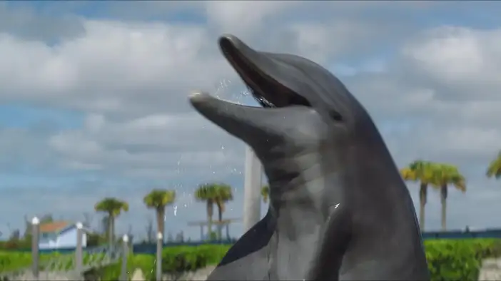 Трейлер (дублированный)