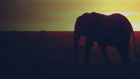 Животные-партизаны