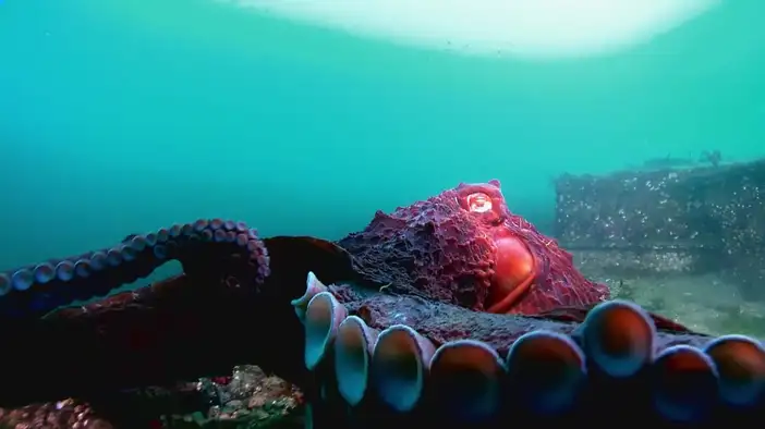 Трейлер (дублированный)