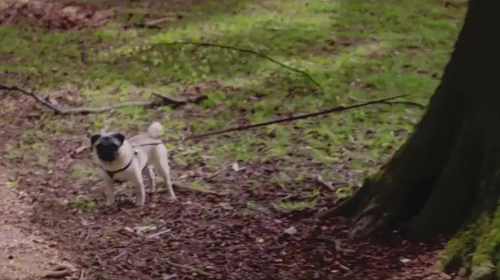 Трейлер 2 (дублированный)