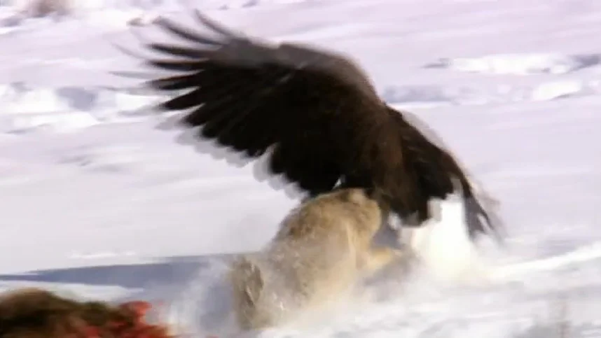 BBC: Йеллоустоунский парк