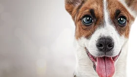 Гампи. Собачья жизнь