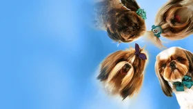 Псы под прикрытием. Миссия выполнима