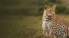 Заповедник Шамвари