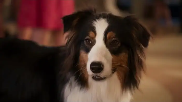 Трейлер (английский язык)