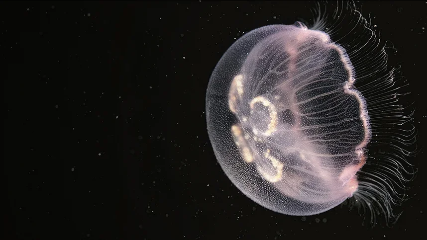 Суперспособности животных