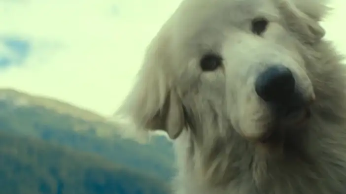 Трейлер (дублированный)