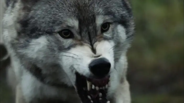 ТВ-ролик (русский язык)