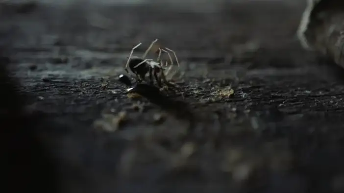 Трейлер (английский язык)