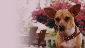 Крошка из Беверли-Хиллз