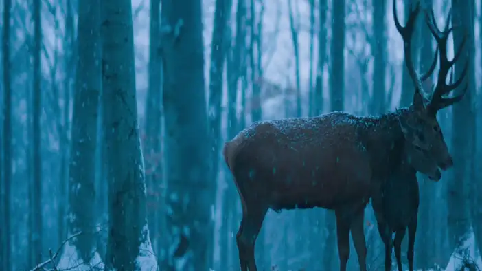 Трейлер (русский язык)